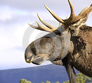 European Elk male head close up