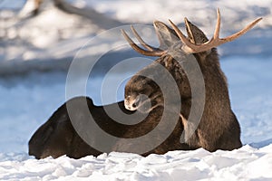 European elk