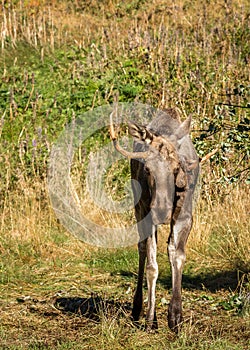 European elk or moose Alces alces bull with velvet antlers