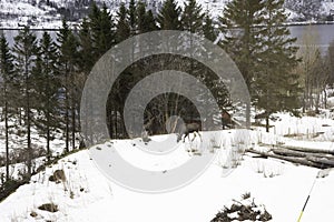 European elk in snow scene by lake in Norway