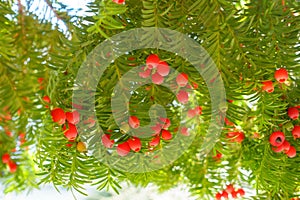 European or english yew branches with berries photo