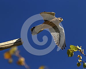 European, eurasian, common or old world kestrel, falco tinnunculus