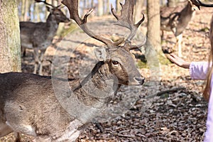 European Fallow Deer