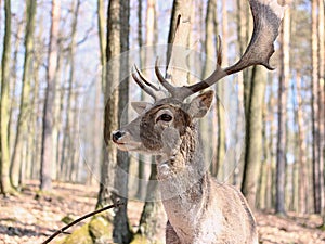 European Fallow Deer