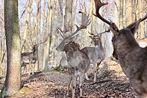 European Fallow Deer