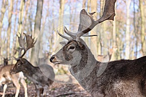 European Fallow Deer