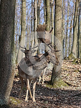 European Fallow Deer