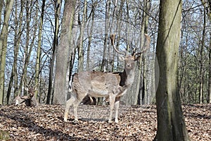 European Fallow Deer