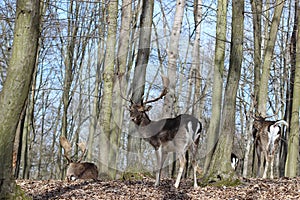 European Fallow Deer