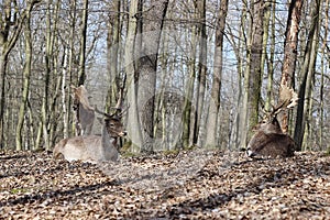 European Fallow Deer