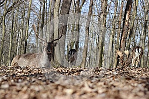 European Fallow Deer