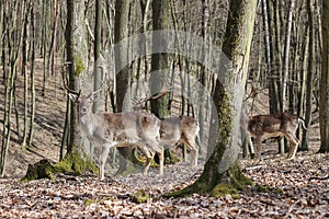 European Fallow Deer