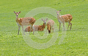 European Fallow Deer photo