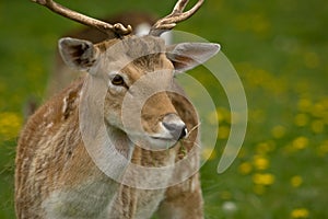 European Fallow Deer