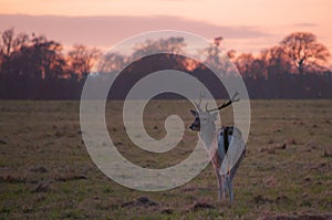 European fallow deer with background in sunset photo