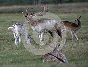 European Fallow Deer Buck Bellowing