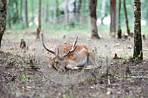 European fallow deer Dama dama with big horns in the forest. Wild deer lies among the trees