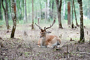 European fallow deer Dama dama with big horns in the forest. Wild deer lies among the trees