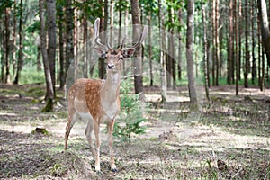 European fallow deer Dama dama with big horns in the forest. Wild deer stands among the trees