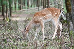 European fallow deer Dama dama in the forest. Wild deer stands among the trees