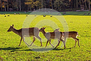 The European fallow deer (Dama dama), fallow deer grazing at The Wildpark Poing which is a wildlife park photo