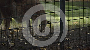 European Fallow Deer eating grass and leaves near the fence in the Zoo Tierpark Neukoelln in Berlin on a sunny autumn