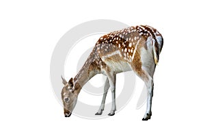 European fallow deer female isolated on white background