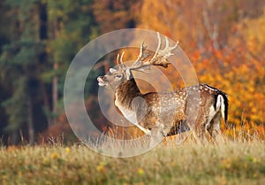 European fallow deer during rut