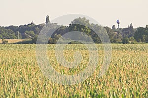 European Farmland with Corn Field