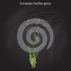 European feather grass Stipa pennata , flowering plant