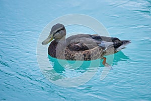 European female duck swims