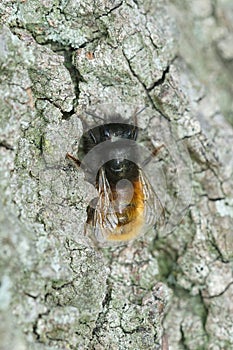 European female orchard mason bee on the wall.