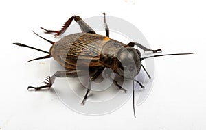 European field cricket Gryllus campestris