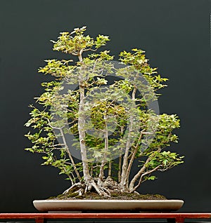 European field maple bonsai