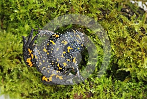 European fire bellied toad Bombina bombina