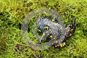 European fire bellied toad Bombina bombina