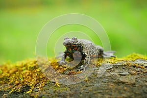 European fire-bellied toad bombina bombina, amphibian frog sits on branch animal moss in water wetland, endangered