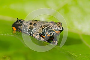 European fire-bellied toad Bombina bombina in Czech republic