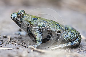 The European fire-bellied toad Bombina bombina is a fire-bellied toad native to mainland Europe.