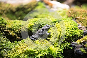 European fire-bellied toad, Bombina bombina, the little frog