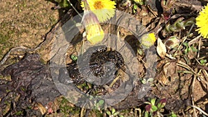 European fire-bellied toad Bombina bombina near blossoming coltsfoot