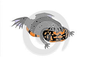 European fire-bellied toad (Bombina bombina) singing