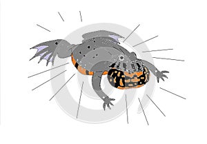 European fire-bellied toad (Bombina bombina) singing