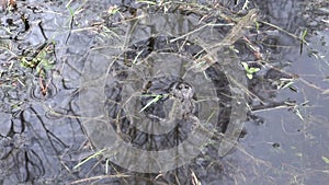 European Fire-bellied Toad (Bombina bombina) in spring