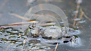 The European fire-bellied toad Bombina bombina on the surface of the water with a swollen belly, attracting a female, making