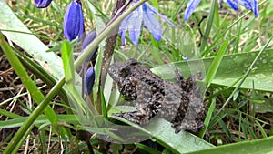 European fire-bellied toad in spring