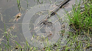 European Fire-bellied Toad in spring pond water