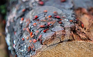 European firebug, Pyrrhocoris apterus