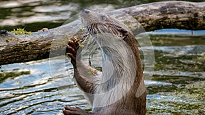 European fish otter