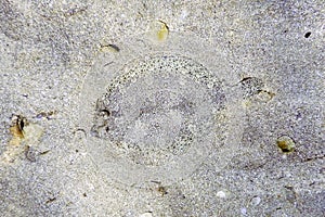 European Flounder Camouflaged Underwater, Perfect Camouflaged Wildlife